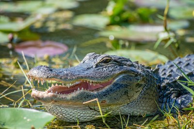 4-stjernet luksushotel i august i Orland Florida – 7 dage for kun 3.796,- inkl. direkte fly t/r 4-stjernet luksushotel i august i Orland Florida – 7 dage for kun 3.796,- inkl. direkte fly t/r