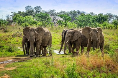 10 dages Big Five-safari i Sydafrika fra kun 9.998,-